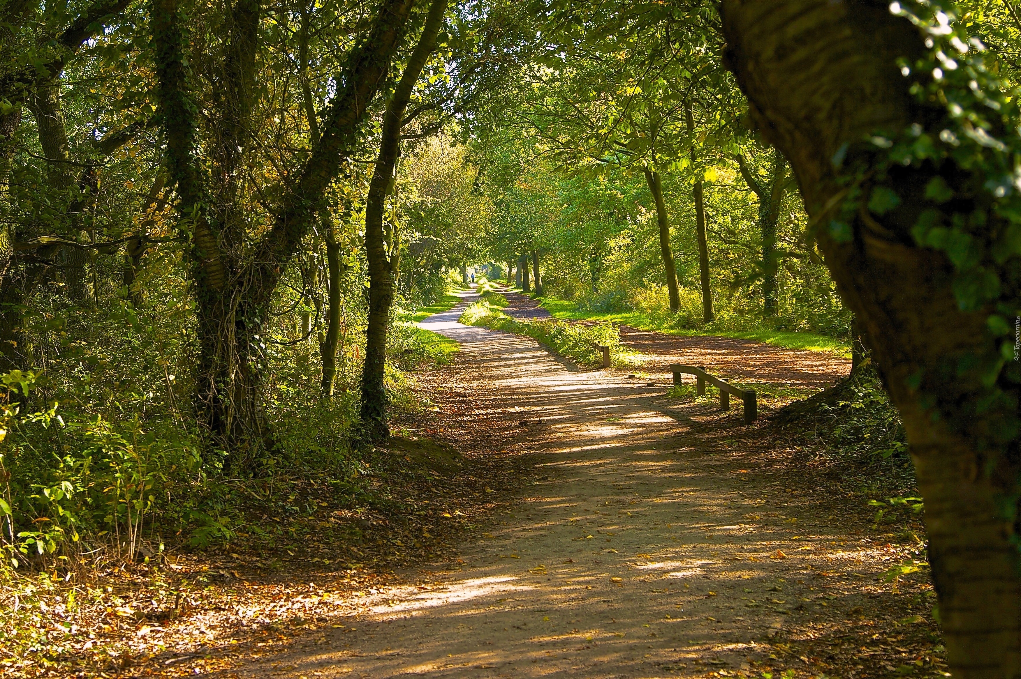 Dirt forest trail with dappled sunlight, tall trees, and two walkers in the distance